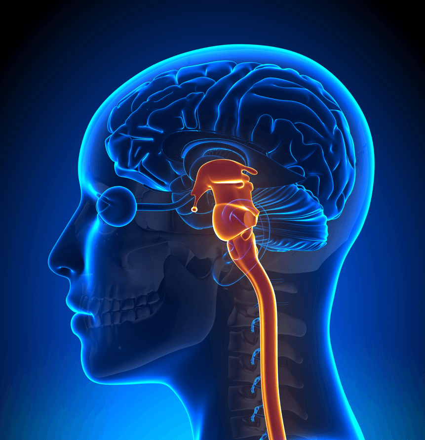 Brain Stem Damage: Causes, Symptoms, and Treatment